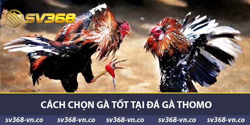 Đá Gà Thomo - Lịch Sử, Cách Chọn Và Kỹ Thuật Hiệu Quả 2 Cách chọn gà tốt tại đá gà Thomo