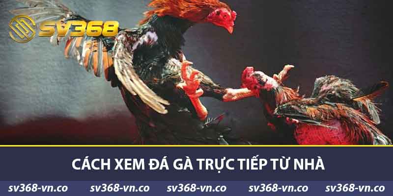 Khám Phá Đá Gà Trực Tiếp SV368 - Thế Giới Mê Trận Đấu 2 Cách xem đá gà trực tiếp từ nhà