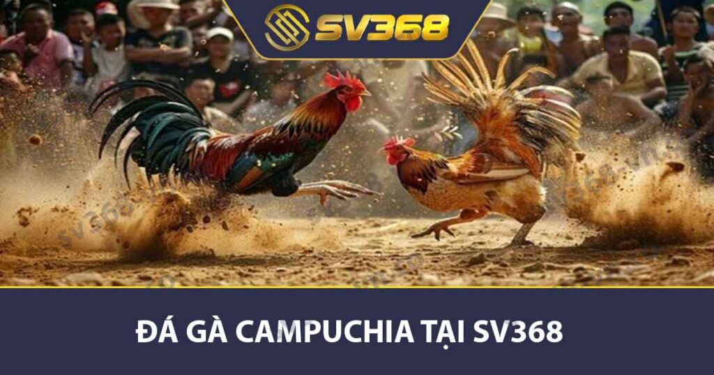 Đá Gà Campuchia - Kinh Nghiệm Chơi Và Cách Chọn Gà SV368 1 Đá gà Campuchia tại SV368