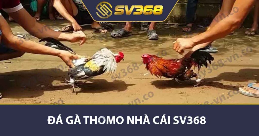Đá Gà Thomo - Lịch Sử, Cách Chọn Và Kỹ Thuật Hiệu Quả 1 Đá gà Thomo Nhà Cái SV368