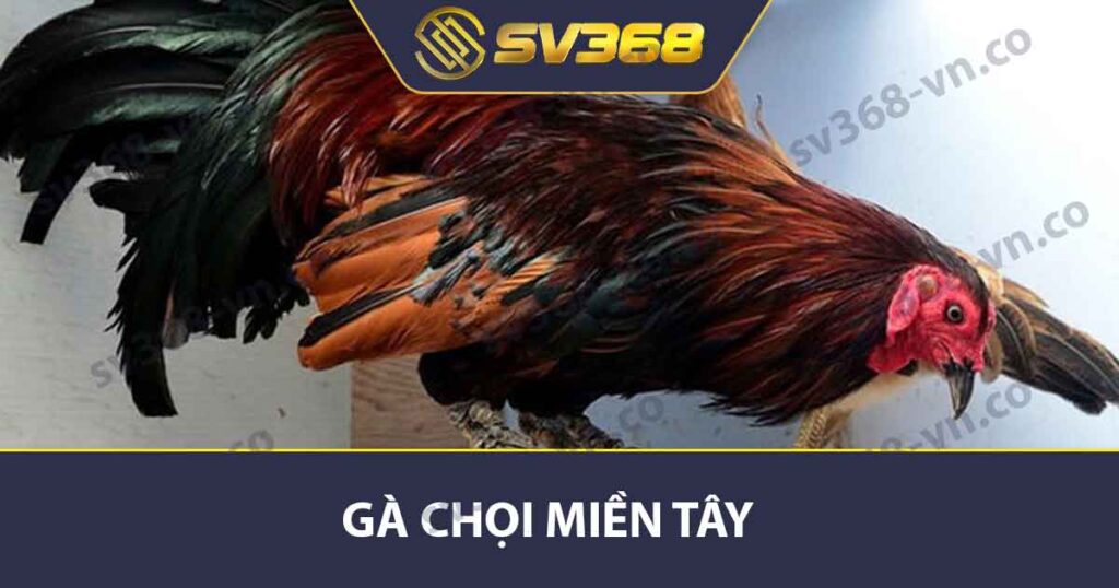 Gà Chọi Miền Tây Tại SV368 - Đặc Điểm Và Kỹ Thuật Nuôi Gà 1 Gà chọi miền tây