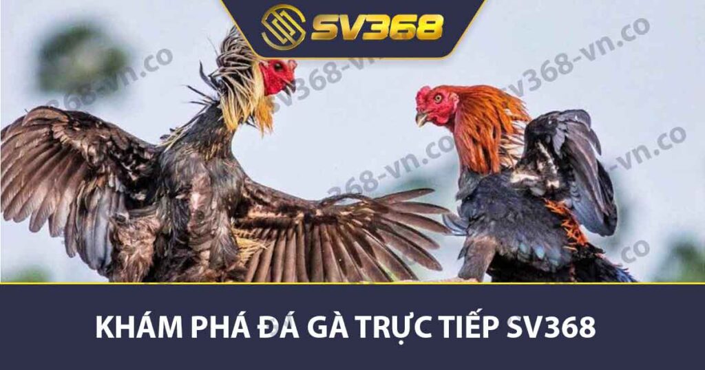 Khám Phá Đá Gà Trực Tiếp SV368 - Thế Giới Mê Trận Đấu 1 Khám phá đá gà trực tiếp SV368