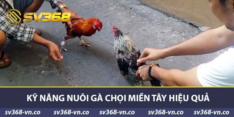 Gà Chọi Miền Tây Tại SV368 - Đặc Điểm Và Kỹ Thuật Nuôi Gà 2 Kỹ năng nuôi gà chọi miền Tây hiệu quả