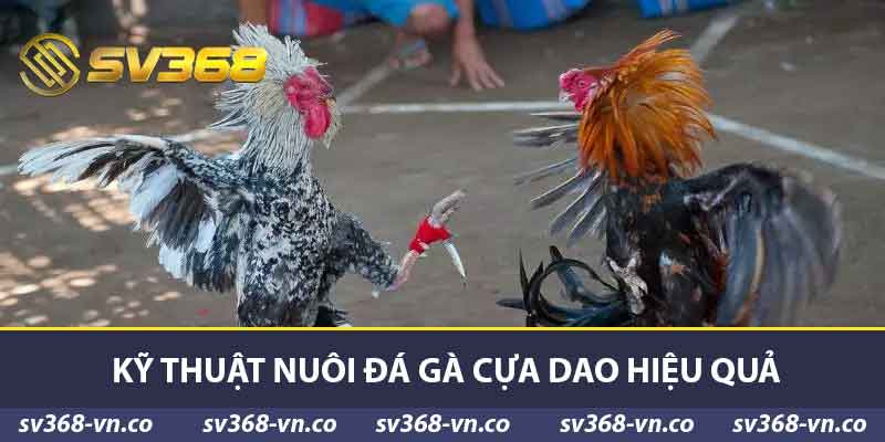 Kỹ thuật nuôi đá gà cựa dao hiệu quả