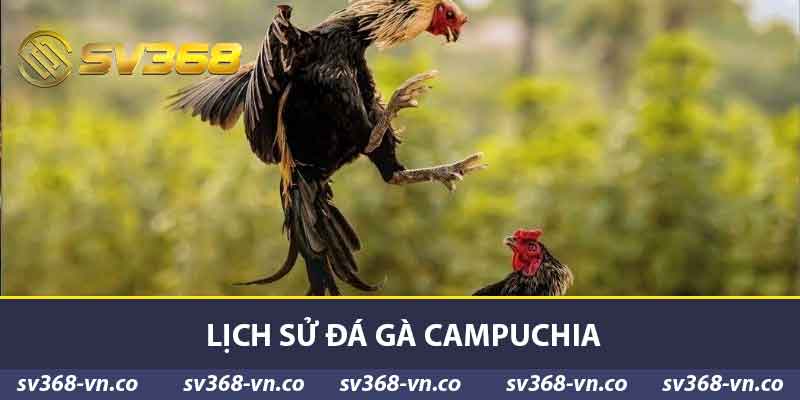 Đá Gà Campuchia - Kinh Nghiệm Chơi Và Cách Chọn Gà SV368 2 Lịch sử đá gà Campuchia